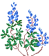 Bluebonnet